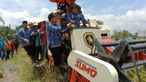 Harga beras merangkak naik, Sulpakar Panen raya di Mesuji