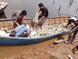 Puluhan Ton Ikan di Keramba Apung Way Rarem mati