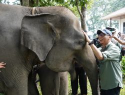 Gubernur Lampung Dorong Penanganan Terpadu Konflik Gajah–Manusia di Way Kambas