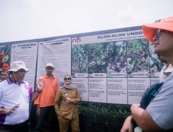 Lampung Timur Kembangkan Kakao Agroforestri Berkelanjutan