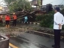 Pohon Tumbang, Atap Rumah berterbangan diterpa Angin Kencang disertai Hujan