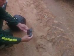 Jejak Harimau Di Kebun Nanas Gegerkan Warga Lampung Timur