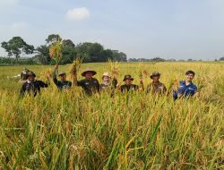 Panen Perdana Padi Mentari di Lampung Tengah