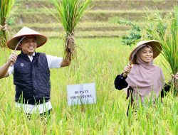 Bupati Pringsewu Panen Raya Padi Sehat Di Kecamatan Sukoharjo