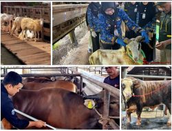 SAPi KURBAN LAMPUNG MELEJIT