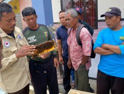 PAGAR LEBAH JADI SENJATA BARU CEGAH GAJAH