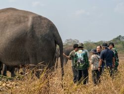 GAJAH WAY KAMBAS DIPERSIAPKAN HIDUP TANPA RANTAI