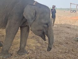 ERIN, GAJAH KORBAN JERAT YANG MENOLAK MENYERAH