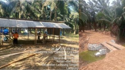Sedih Kebun Bekri Dijarah, Serikat Pekerja PTPN VII: Tolong Selamatkan Sumber Nafkah Kami